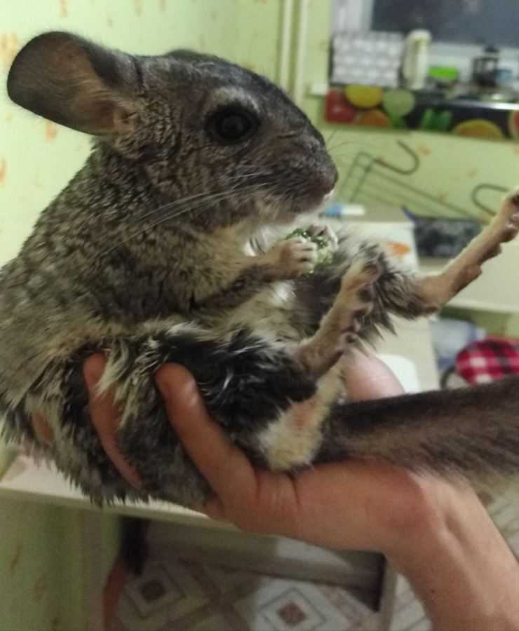 Шиншилла: содержание, уход, все за и против, интересные факты о шиншиллах,