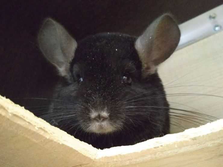 Шиншилла: содержание, уход, все за и против, интересные факты о шиншиллах,