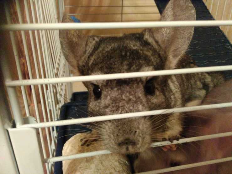 Шиншилла: содержание, уход, все за и против, интересные факты о шиншиллах,