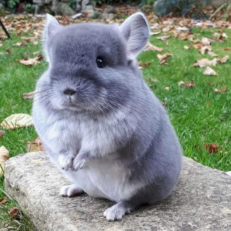 Шиншилла: содержание, уход, все за и против, интересные факты о шиншиллах,