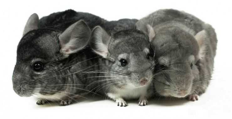 Шиншилла: содержание, уход, все за и против, интересные факты о шиншиллах,