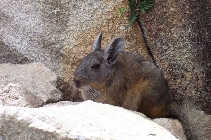 Шиншилла: содержание, уход, все за и против, интересные факты о шиншиллах,