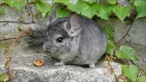 шиншилла-в-домашних условиях-8-300x169.jpg