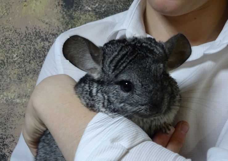 Шиншилла: содержание, уход, все за и против, интересные факты о шиншиллах,