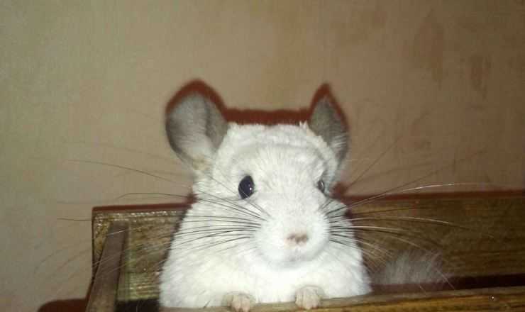 Шиншилла: содержание, уход, все за и против, интересные факты о шиншиллах,