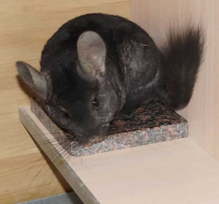 Шиншилла: содержание, уход, все за и против, интересные факты о шиншиллах,