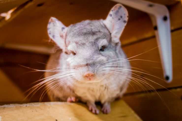 Шиншилла: содержание, уход, все за и против, интересные факты о шиншиллах,