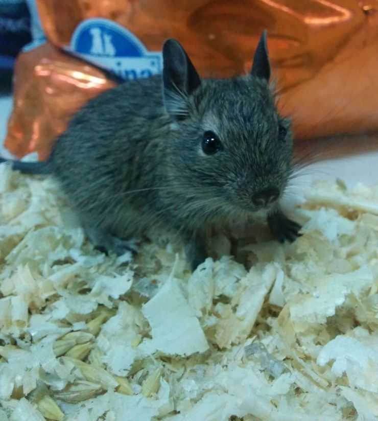 Шиншилла: содержание, уход, все за и против, интересные факты о шиншиллах,