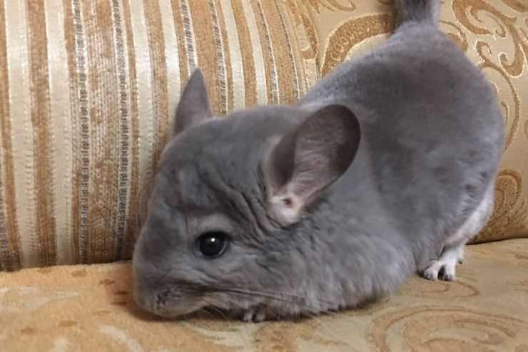Шиншилла: содержание, уход, все за и против, интересные факты о шиншиллах,
