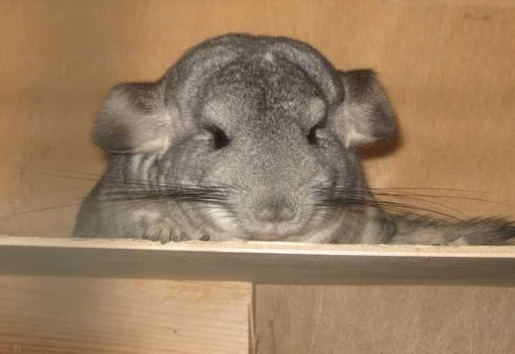 Шиншилла: содержание, уход, все за и против, интересные факты о шиншиллах,