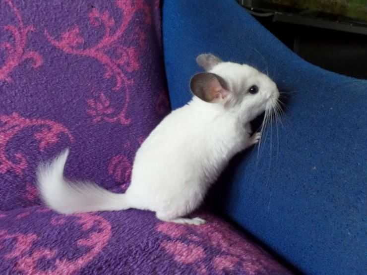 Шиншилла: содержание, уход, все за и против, интересные факты о шиншиллах,