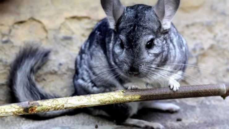 Шиншилла: содержание, уход, все за и против, интересные факты о шиншиллах,