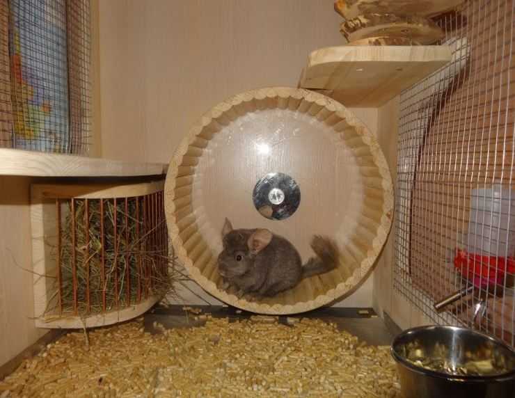 Шиншилла: содержание, уход, все за и против, интересные факты о шиншиллах,