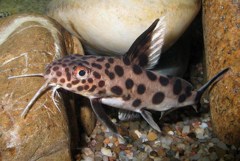 Синодонтис Широкоусый Широкоусый