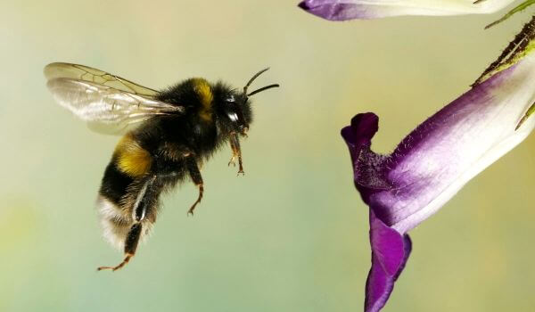 На фото: Шмель в полете