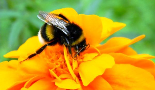 На фото: Шмель над цветком