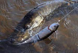 Щука весной начинает клевать