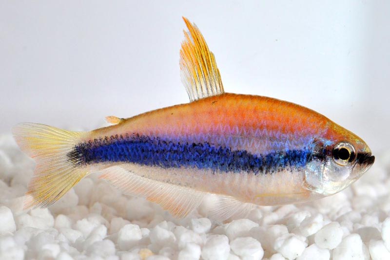 Сиреневые Керри Сиреневые Неоны