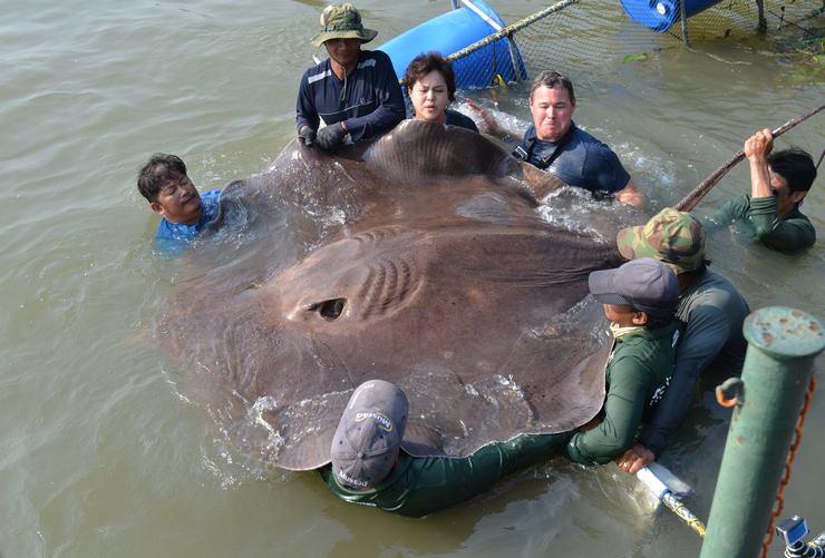 Морской скат