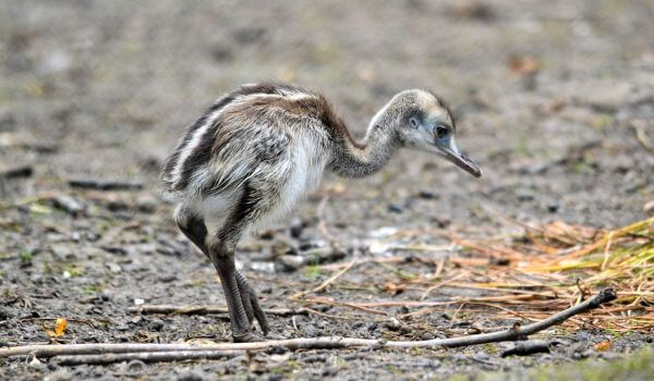 Фото: Птенец страуса эму