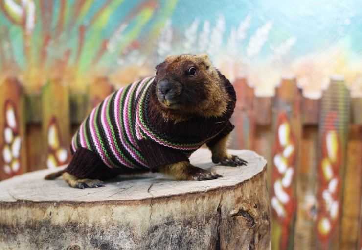 Сурки: особенности грызуна, интересные факты, описание, ареал, питание, враги