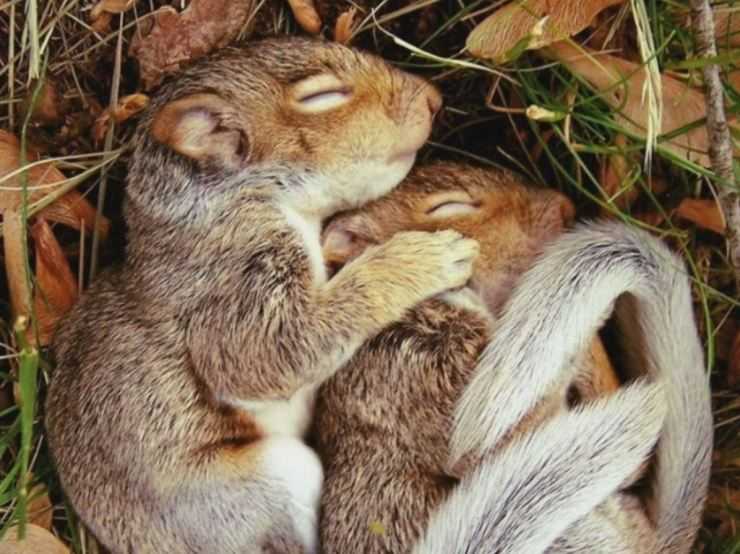 Сурки: особенности грызуна, интересные факты, описание, ареал, питание, враги