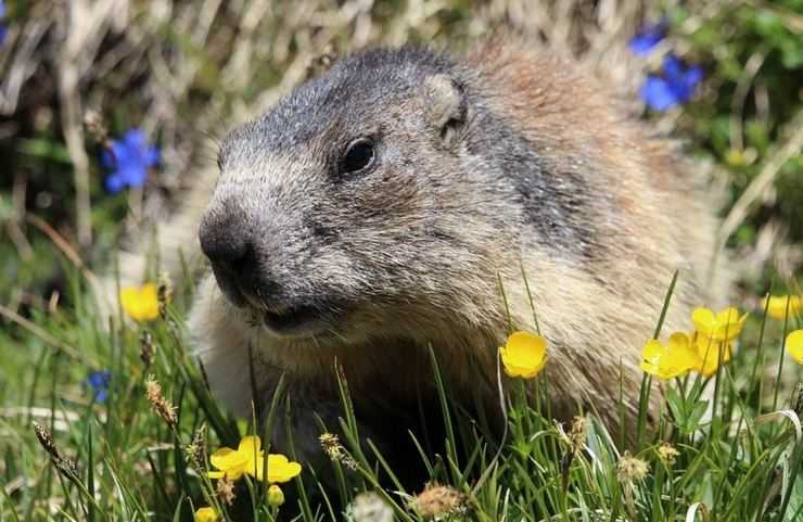 Сурки: особенности грызуна, интересные факты, описание, ареал, питание, враги