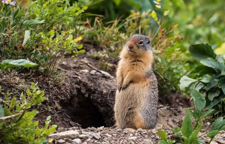Сурки: особенности грызуна, интересные факты, описание, ареал, питание, враги