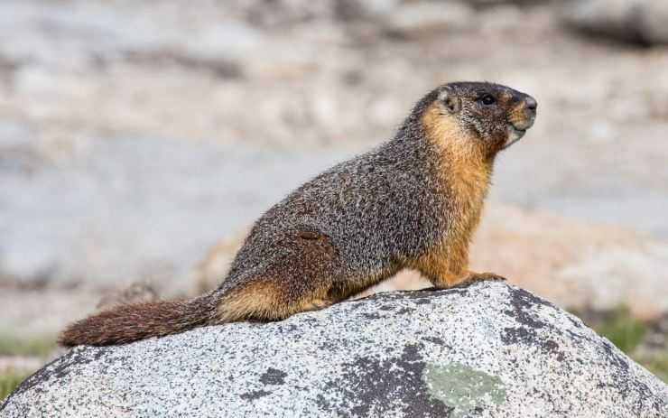 Сурки: особенности грызуна, интересные факты, описание, ареал, питание, враги