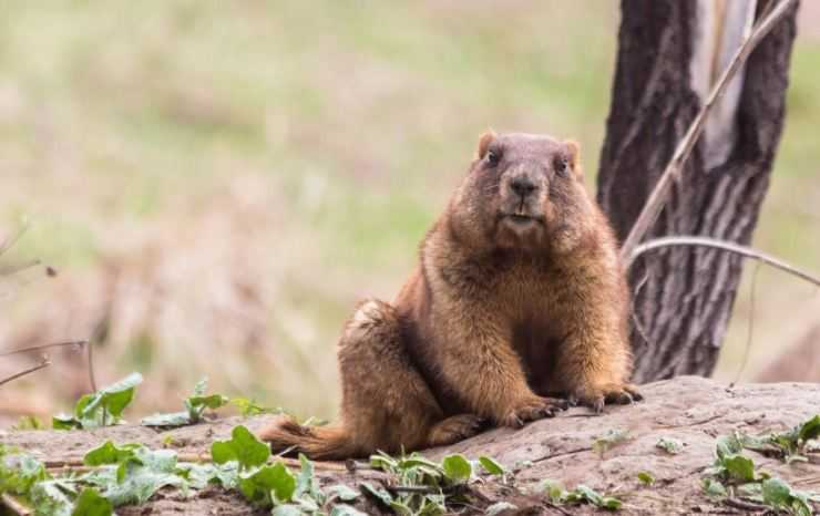 Сурки: особенности грызуна, интересные факты, описание, ареал, питание, враги