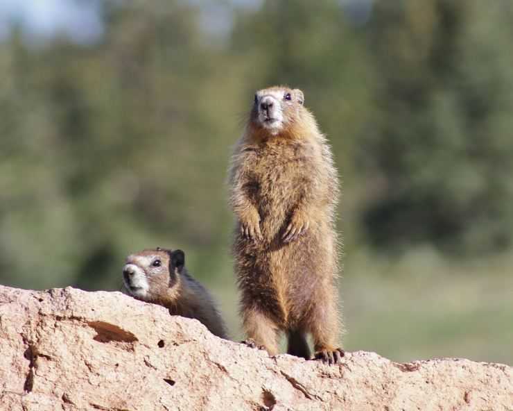 Сурки: особенности грызуна, интересные факты, описание, ареал, питание, враги