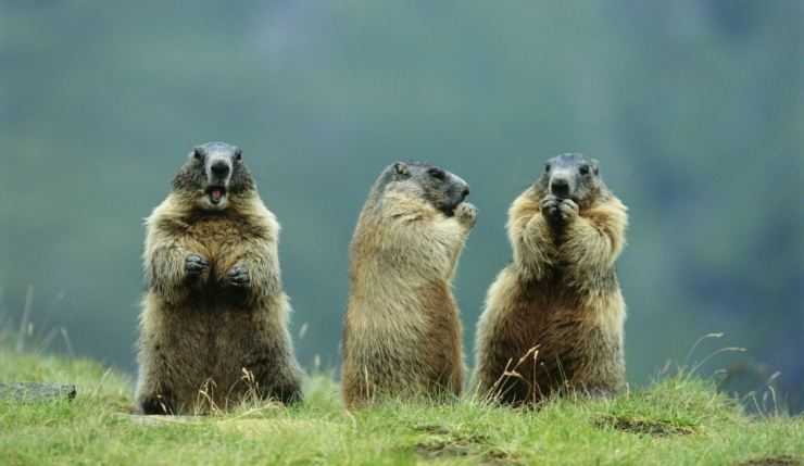 Сурки: особенности грызуна, интересные факты, описание, ареал, питание, враги