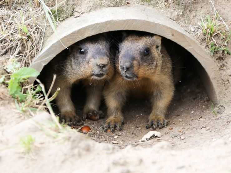 Сурки: особенности грызуна, интересные факты, описание, ареал, питание, враги