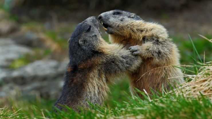 Сурки: особенности грызуна, интересные факты, описание, ареал, питание, враги