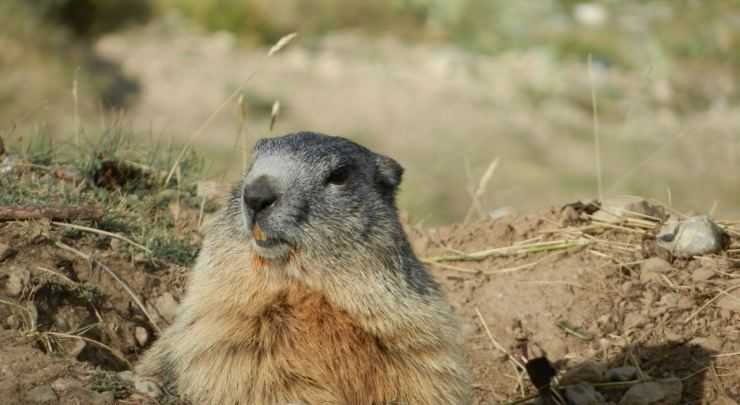 Сурки: особенности грызуна, интересные факты, описание, ареал, питание, враги