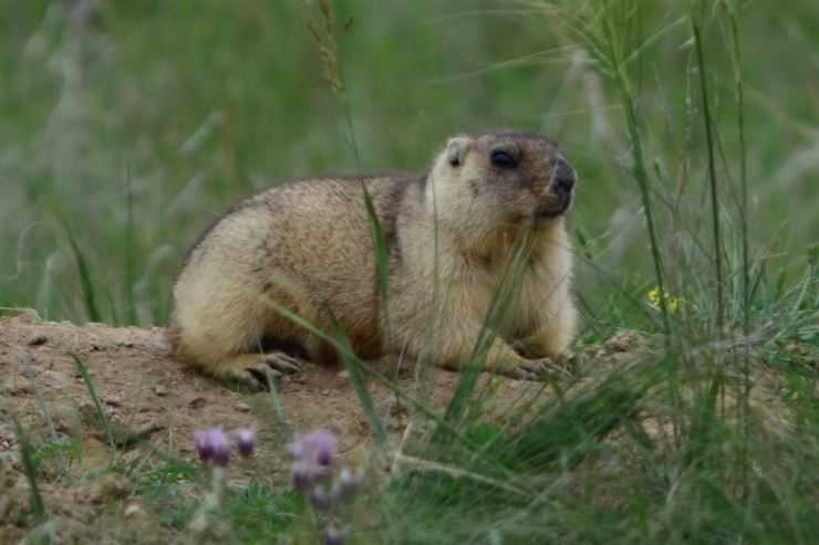 Сурки: особенности грызуна, интересные факты, описание, ареал, питание, враги