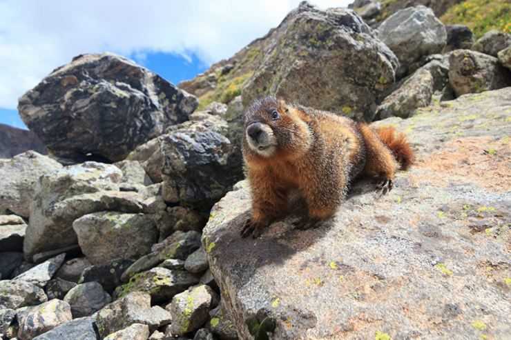 Сурки: особенности грызуна, интересные факты, описание, ареал, питание, враги
