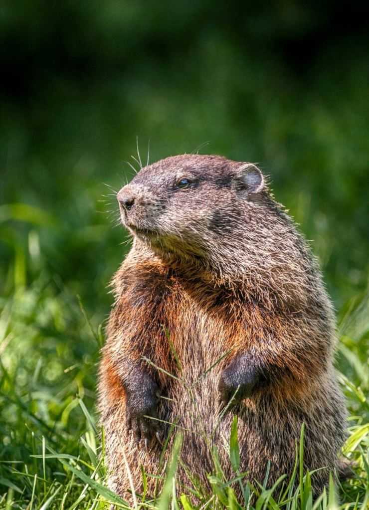 Сурки: особенности грызуна, интересные факты, описание, ареал, питание, враги