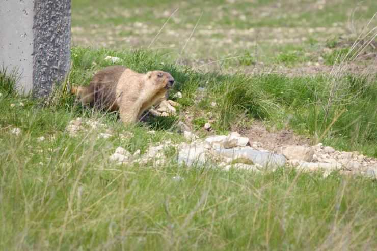 Сурки: особенности грызуна, интересные факты, описание, ареал, питание, враги