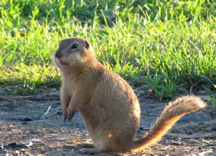 Сурки: особенности грызуна, интересные факты, описание, ареал, питание, враги