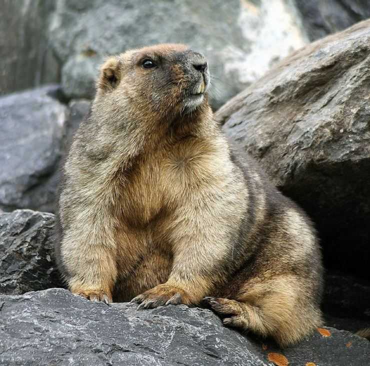 Сурки: особенности грызуна, интересные факты, описание, ареал, питание, враги