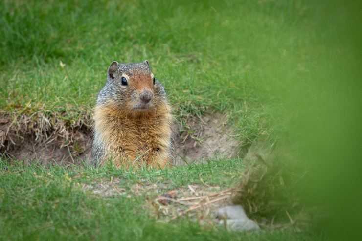 Сурки: особенности грызуна, интересные факты, описание, ареал, питание, враги