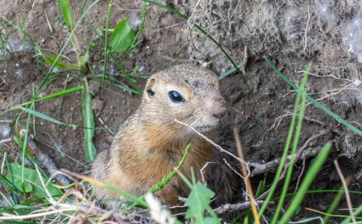 Сурки: особенности грызуна, интересные факты, описание, ареал, питание, враги