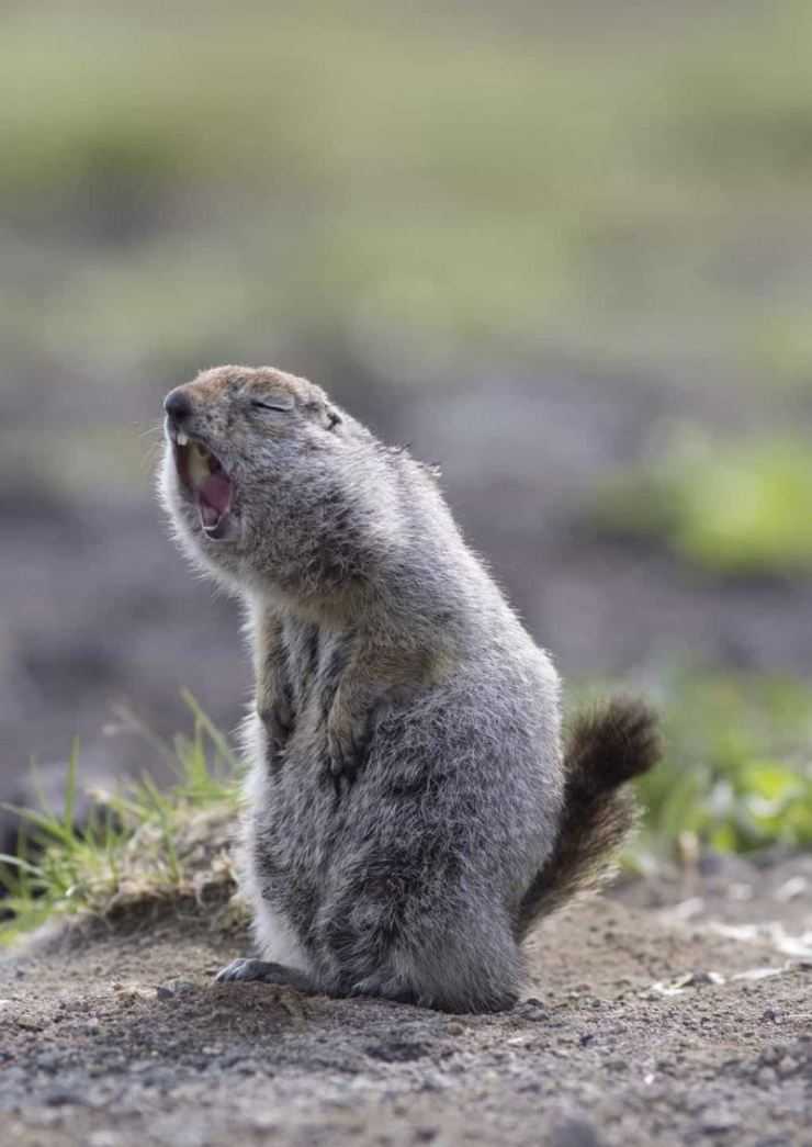 Сурки: особенности грызуна, интересные факты, описание, ареал, питание, враги