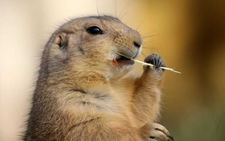 Сурки: особенности грызуна, интересные факты, описание, ареал, питание, враги