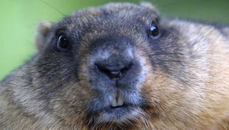 Сурки: особенности грызуна, интересные факты, описание, ареал, питание, враги