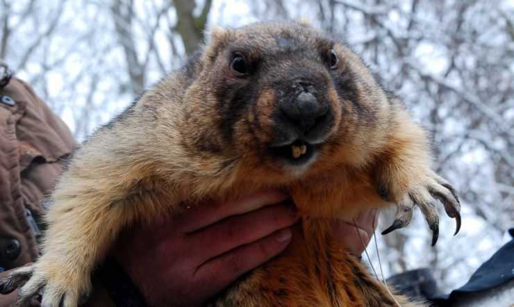 Сурки: особенности грызуна, интересные факты, описание, ареал, питание, враги