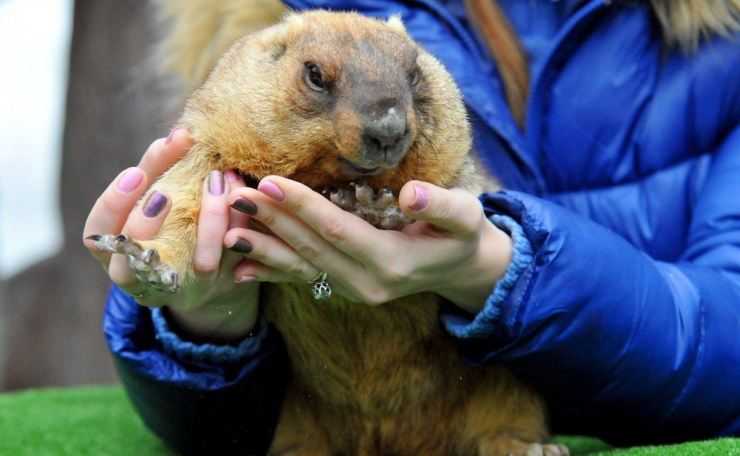 Сурки: особенности грызуна, интересные факты, описание, ареал, питание, враги