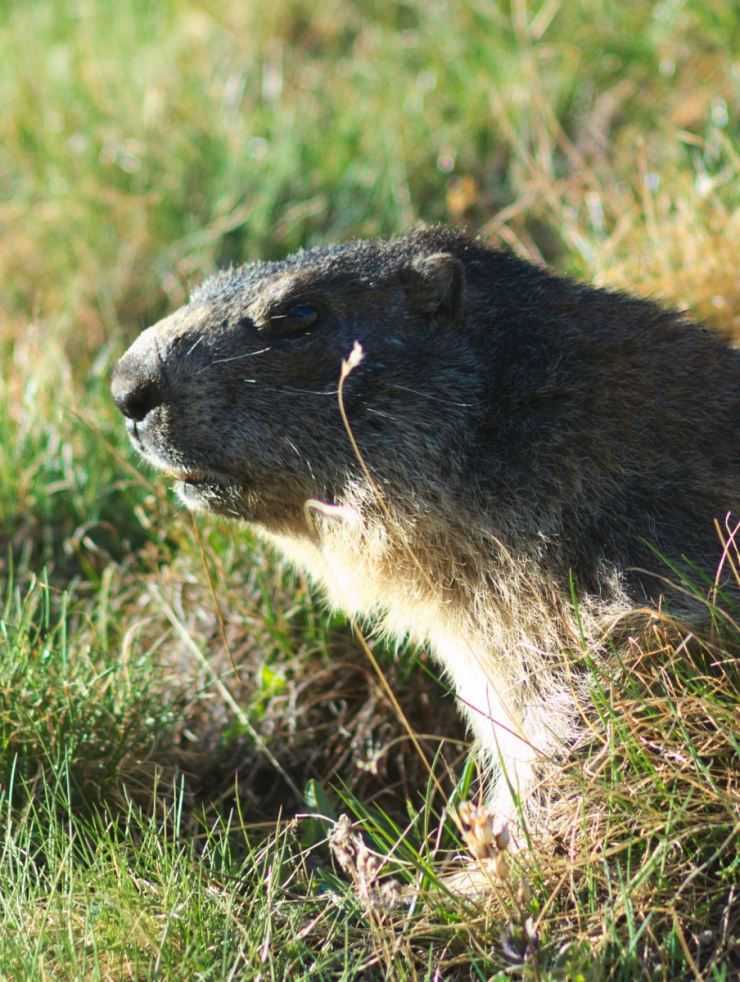 Сурки: особенности грызуна, интересные факты, описание, ареал, питание, враги