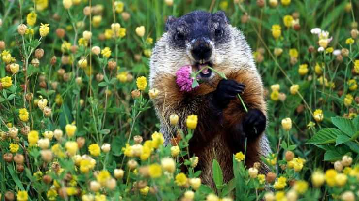 Сурки: особенности грызуна, интересные факты, описание, ареал, питание, враги